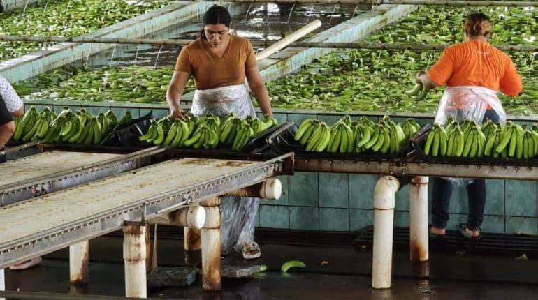¡De Tabasco para EE. UU.! Inicia exportación de banano producido en Finca ´Las Lilias´