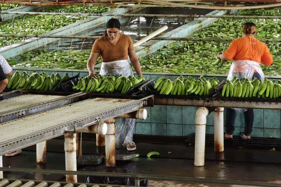 ¡De Tabasco para EE. UU.! Inicia exportación de banano producido en Finca ´Las Lilias´