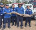 Capturan serpiente de 3 metros de longitud en Fracc. La Venta, Centro