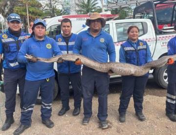 Capturan serpiente de 3 metros de longitud en Fracc. La Venta, Centro
