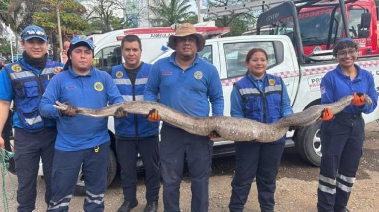 Capturan serpiente de 3 metros de longitud en Fracc. La Venta, Centro
