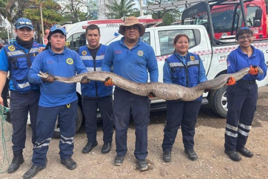 Capturan serpiente de 3 metros de longitud en Fracc. La Venta, Centro Capturan serpiente de 3 metros de longitud en Fracc. La Venta, Centro
