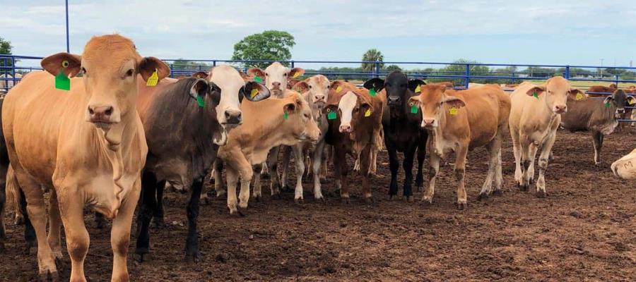 7 de julio inicia reapertura paulatina del ganado de México a EE. UU.: Sheinbaum 7 de julio inicia reapertura paulatina del ganado de México a EE. UU.: Sheinbaum