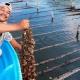 Agricultura anuncia veda para el callo de hacha, tilapia, langosta, robalo, ostión y caracoles