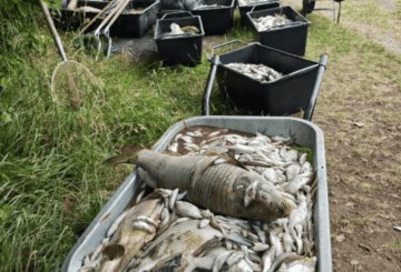 Ola extrema de calor en Europa causa la muerte de casi todos los peces de un lago en República Checa