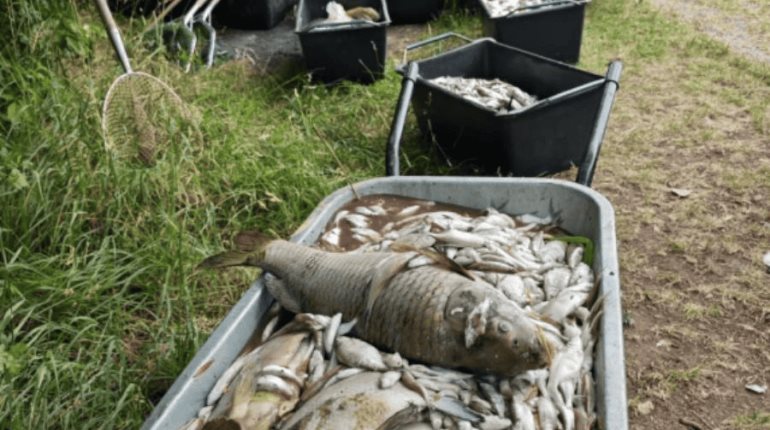 Ola extrema de calor en Europa causa la muerte de casi todos los peces de un lago en República Checa