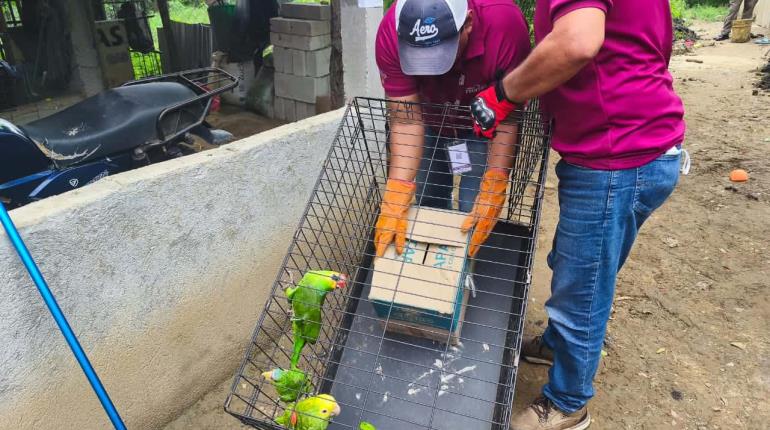 Vinculan a proceso a dos, por caza y venta de fauna silvestre en Centro