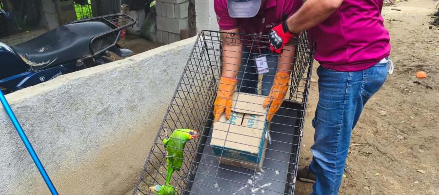 Vinculan a proceso a dos, por caza y venta de fauna silvestre en Centro