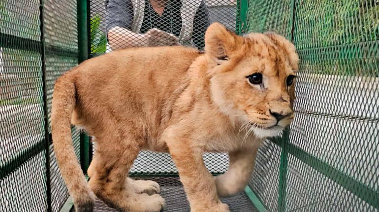 Profepa rescata a 19 animales exóticos tras operativo contra el huachicol en Edomex y Querétaro