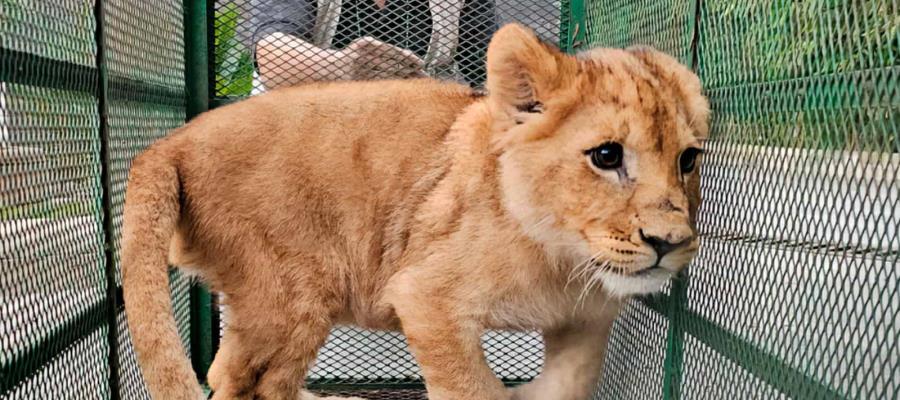 Profepa rescata a 19 animales exóticos tras operativo contra el huachicol en Edomex y Querétaro Profepa rescata a 19 animales exóticos tras operativo contra el huachicol en Edomex y Querétaro