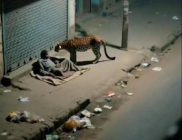 Leopardo sorprende a hombre en situación de calle en la India
