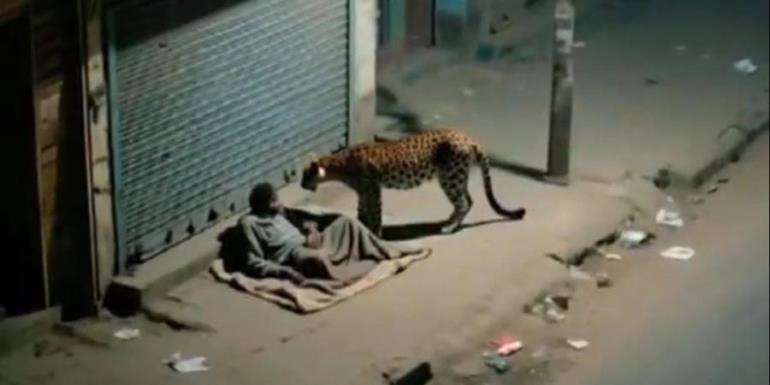 Leopardo sorprende a hombre en situación de calle en la India