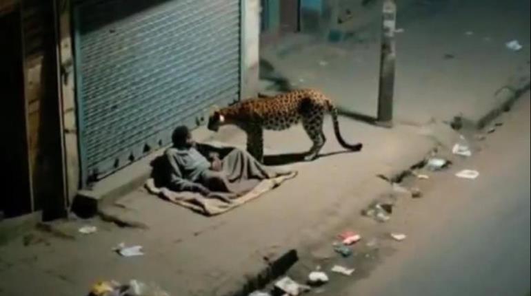 Leopardo sorprende a hombre en situación de calle en la India