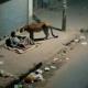 Leopardo sorprende a hombre en situación de calle en la India