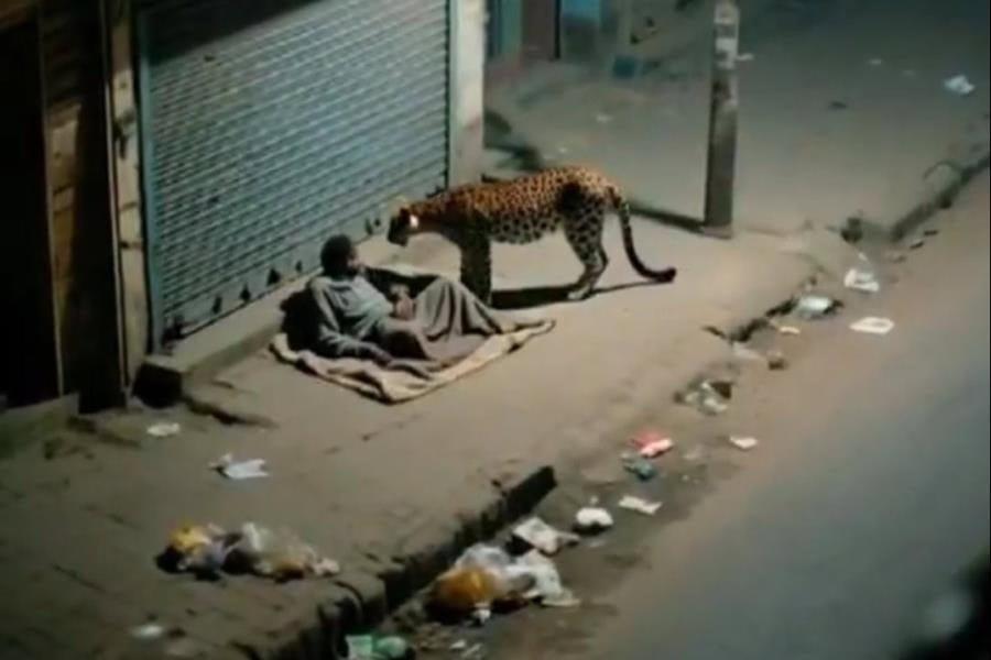 Leopardo sorprende a hombre en situación de calle en la India Leopardo sorprende a hombre en situación de calle en la India