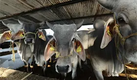 Promete May a balancanenses terminar con el abigeato en la zona