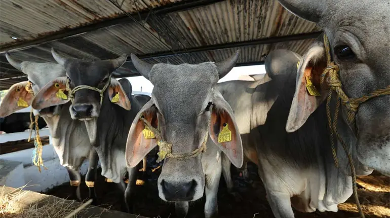 Promete May a balancanenses terminar con el abigeato en la zona