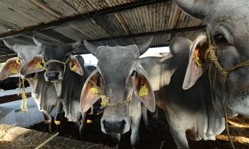 Promete May a balancanenses terminar con el abigeato en la zona