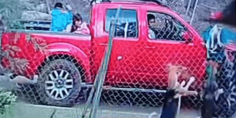 Sujeto causa muerte lomito al arrojarlo a predio lleno de perros en Edomex