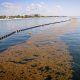 Autoridades recolectan 500 toneladas de sargazo en Quintana Roo