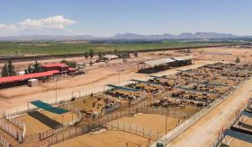 México reanuda exportación de ganado en pie a EE. UU.