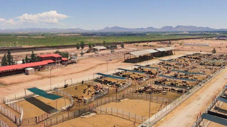 México reanuda exportación de ganado en pie a EE. UU.
