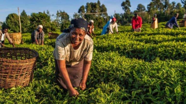 No habrá amnistía para migrantes trabajadores del campo: Agricultura de EE. UU.