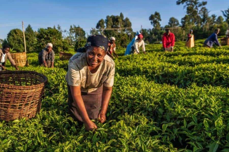 No habrá amnistía para migrantes trabajadores del campo: Agricultura de EE. UU. No habrá amnistía para migrantes trabajadores del campo: Agricultura de EE. UU.