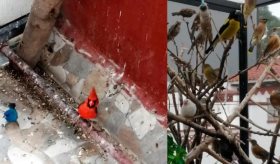¡Las tenían como mascotas! Decomisa Profepa 43 aves silvestres en domicilio de CDMX