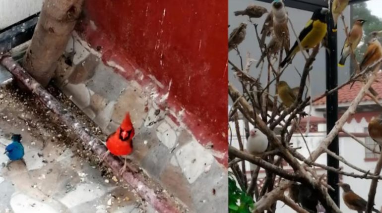 ¡Las tenían como mascotas! Decomisa Profepa 43 aves silvestres en domicilio de CDMX