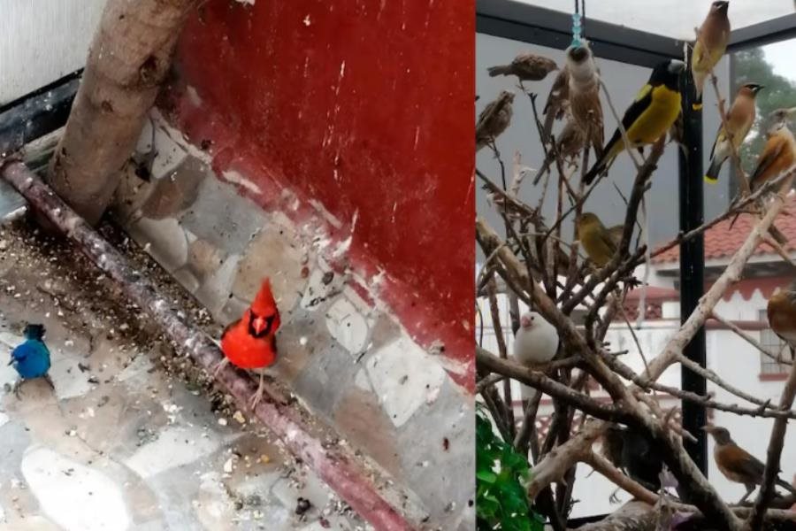 ¡Las tenían como mascotas! Decomisa Profepa 43 aves silvestres en domicilio de CDMX ¡Las tenían como mascotas! Decomisa Profepa 43 aves silvestres en domicilio de CDMX