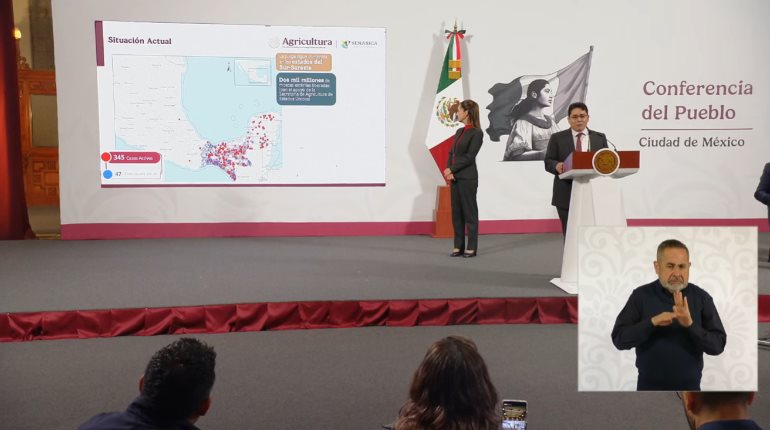 Detectan primer caso de gusano barrenador en el norte de Veracruz