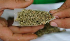 Aseguran 84 kilos de marihuana y un vehículo en Jalpa