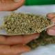 Aseguran 84 kilos de marihuana y un vehículo en Jalpa