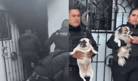 Policías rescatan a 3 perritos atrapados en incendio en Jalisco