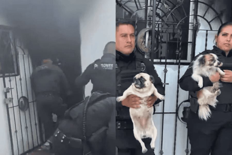 Policías rescatan a 3 perritos atrapados en incendio en Jalisco Policías rescatan a 3 perritos atrapados en incendio en Jalisco
