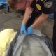 Detienen en aeropuerto de EE. UU. a hombre con casi 3 mdd en drogas
