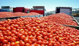 Activa EE.UU. arancel al jitomate mexicano; se espera incremento en precios