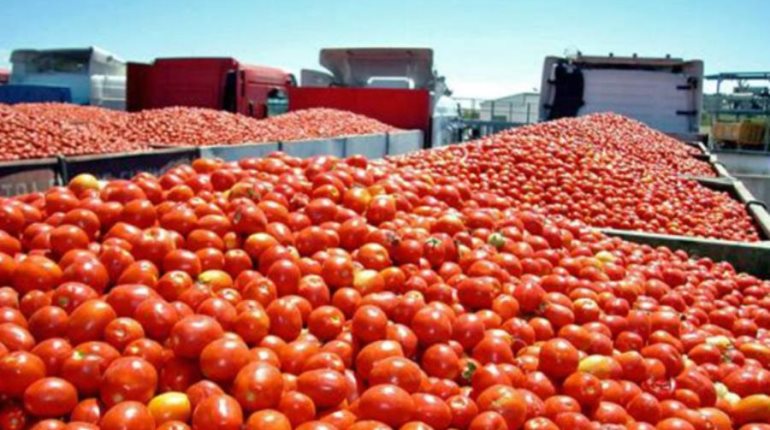 Activa EE.UU. arancel al jitomate mexicano; se espera incremento en precios