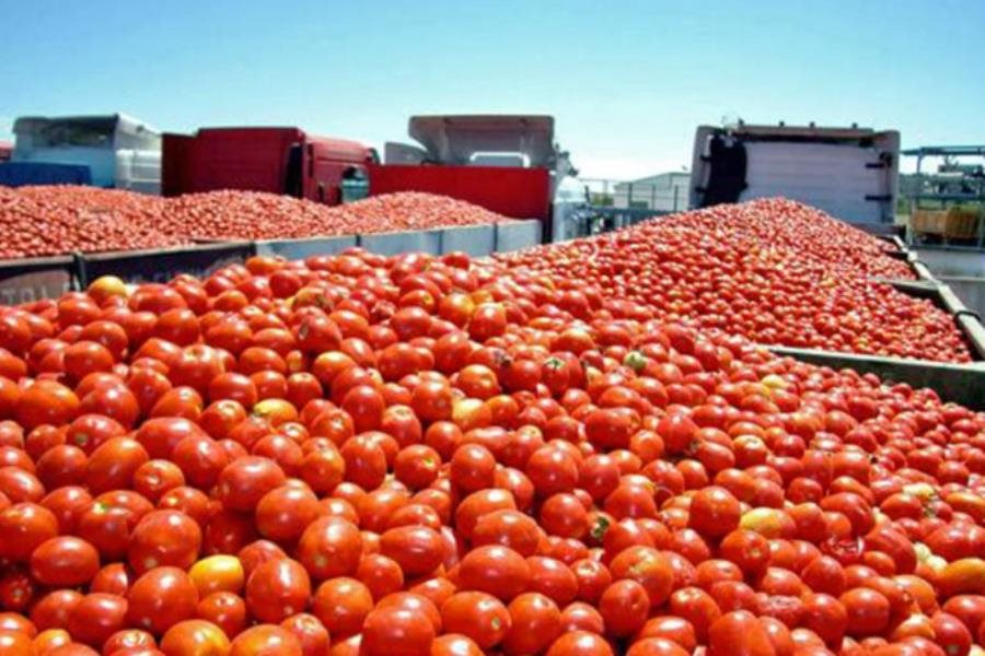 Activa EE.UU. arancel al jitomate mexicano; se espera incremento en precios Activa EE.UU. arancel al jitomate mexicano; se espera incremento en precios