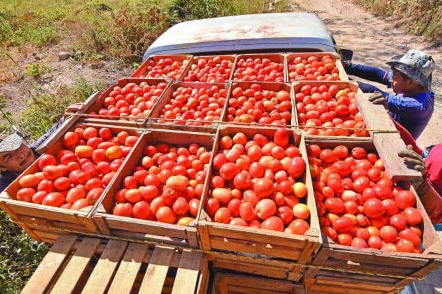 Alista Sheinbaum plan de apoyo a productores de jitomate ante aranceles de EE. UU. Alista Sheinbaum plan de apoyo a productores de jitomate ante aranceles de EE. UU.
