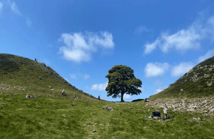 Condenan a 2 por talar el árbol más famoso de Inglaterra Condenan a 2 por talar el árbol más famoso de Inglaterra
