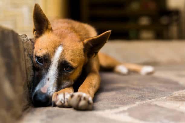 Detener a sujeto que comete zoofilia en Nacajuca pide Caninos 911 a FGE