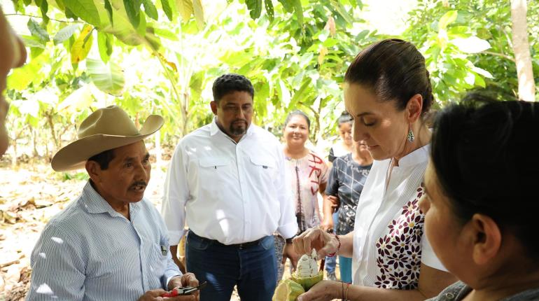 Supervisa Sheinbaum vivero del programa Alimentación para el Bienestar en Tabasco