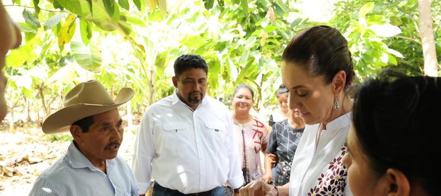Supervisa Sheinbaum vivero del programa Alimentación para el Bienestar en Tabasco Supervisa Sheinbaum vivero del programa Alimentación para el Bienestar en Tabasco