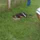 Fallecen policías tras impactar contra muro de contención en Sinaloa