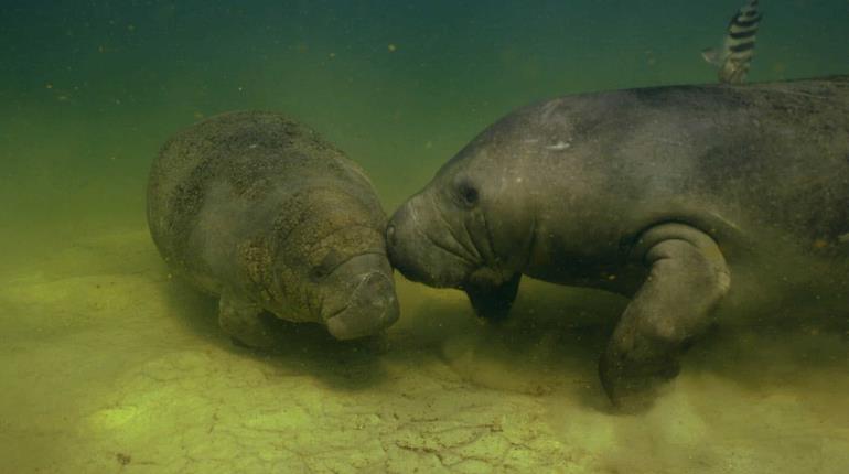 Manatíes en Las Ilusiones comienzan a reproducirse, pero "están muy flacos": Protección Ambiental