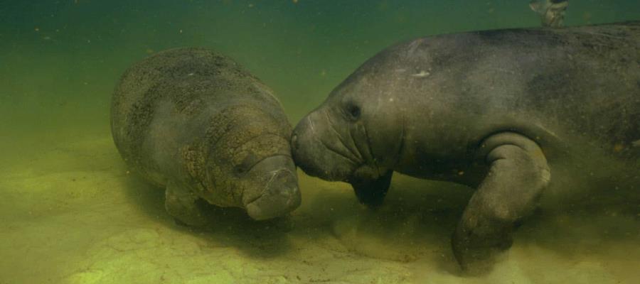 Manatíes en Las Ilusiones comienzan a reproducirse, pero "están muy flacos": Protección Ambiental Manatíes en Las Ilusiones comienzan a reproducirse, pero "están muy flacos": Protección Ambiental