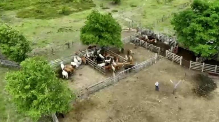 Hasta 30% han disminuido en Tabasco, casos de gusano barrenador: Sedap
