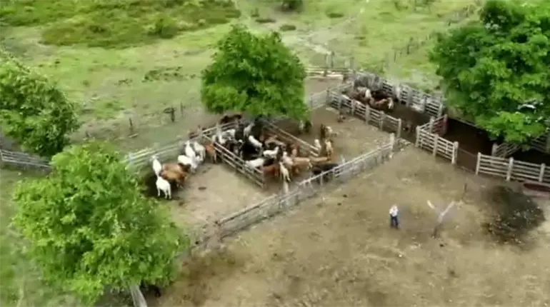 Hasta 30% han disminuido en Tabasco, casos de gusano barrenador: Sedap